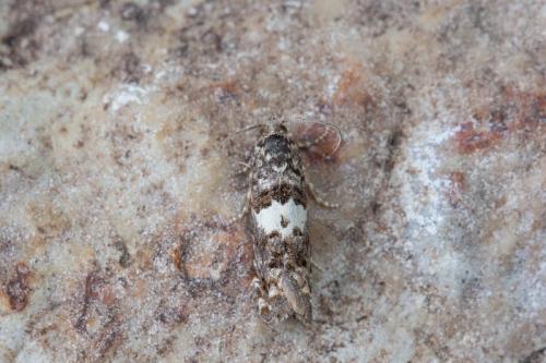 Réf. 267 460 : Epiblema graphana